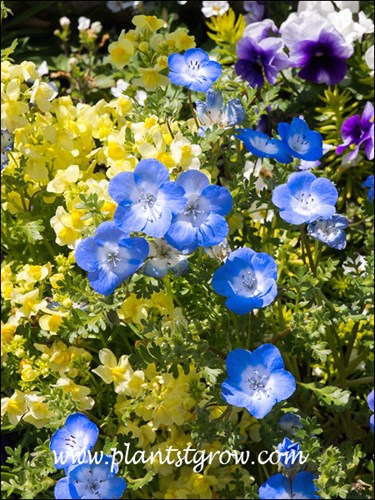 Baby Blue Eyes Nemophila (Nemophila menziesii) 
A container planting with cool season annuals (yellow  snapdragon, blue Baby Blue Eyes and purple Pansy)